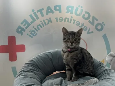 ÇORLU ÖZGÜR PATİLER VETERİNER KLİNİĞİ - Görsel 6