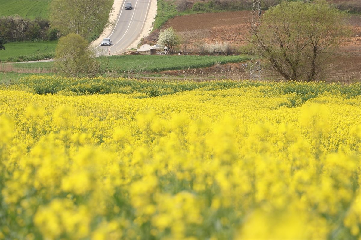 Tekirdağ'da "sarı gelin" tarlaları renklendirdi