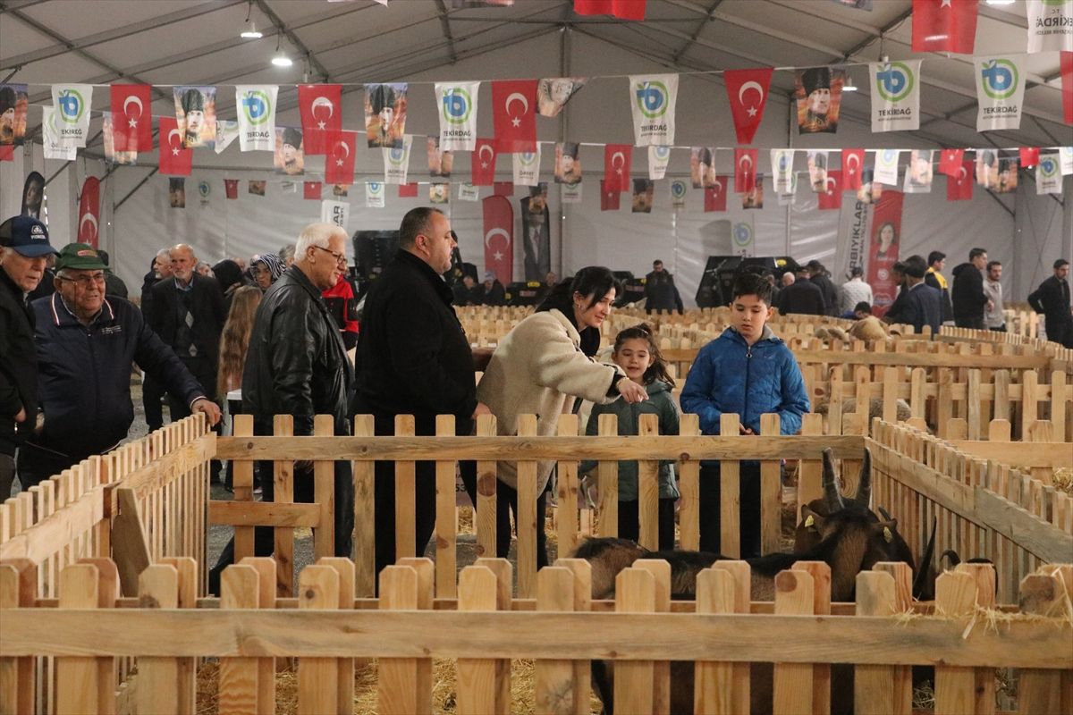 Tekirdağ'da "Küçükbaş Hayvancılık Festivali" yoğun katılımla devam ediyor