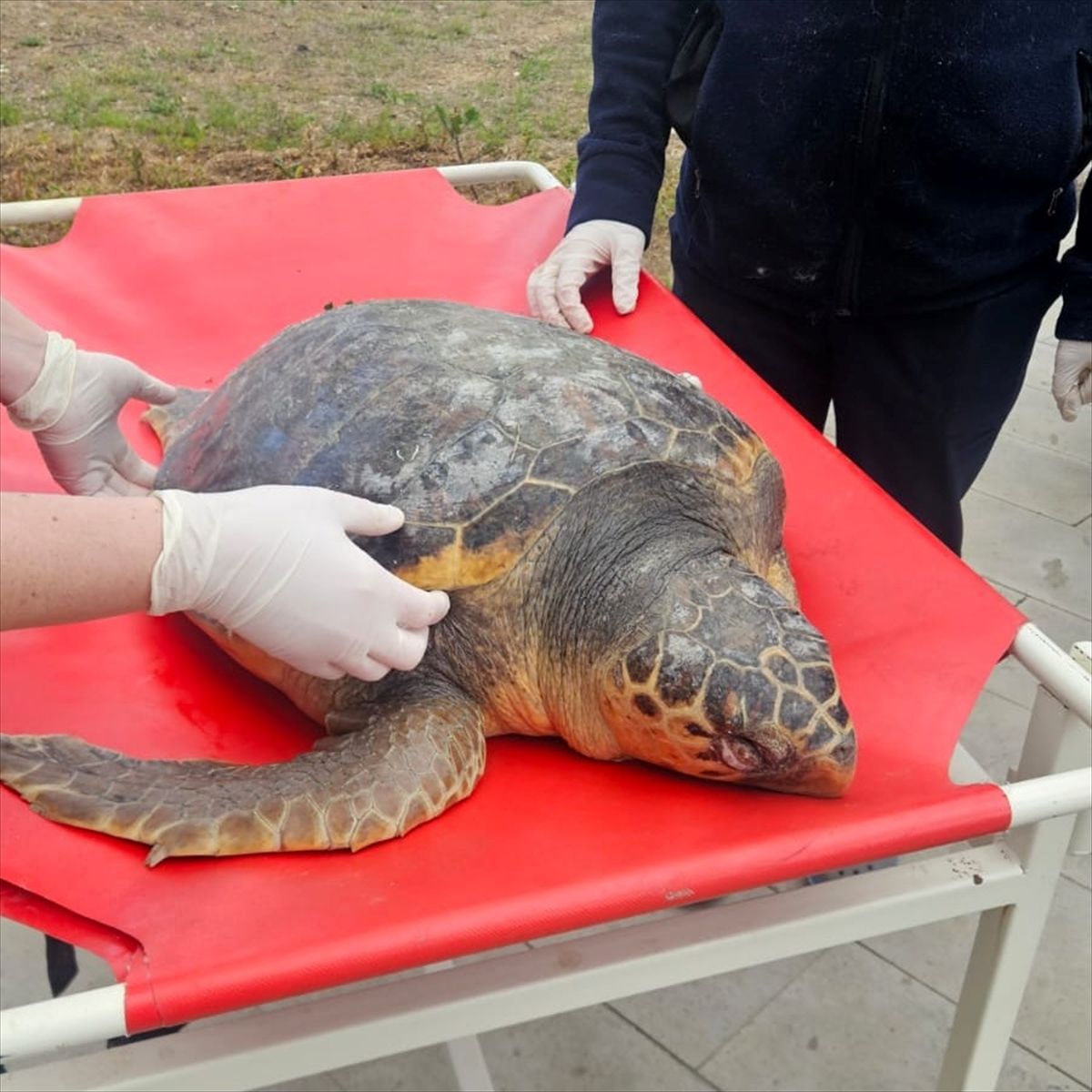 Tekirdağ'da ölü bulunan caretta caretta incelemeye alındı