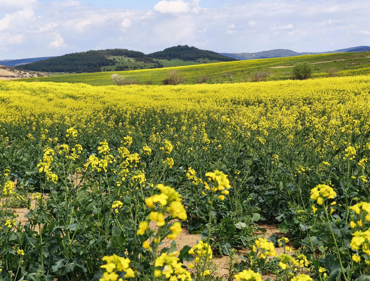 Trakya'nın 'sarı altın çiçeği' kanola ile tarlalar renklendi
