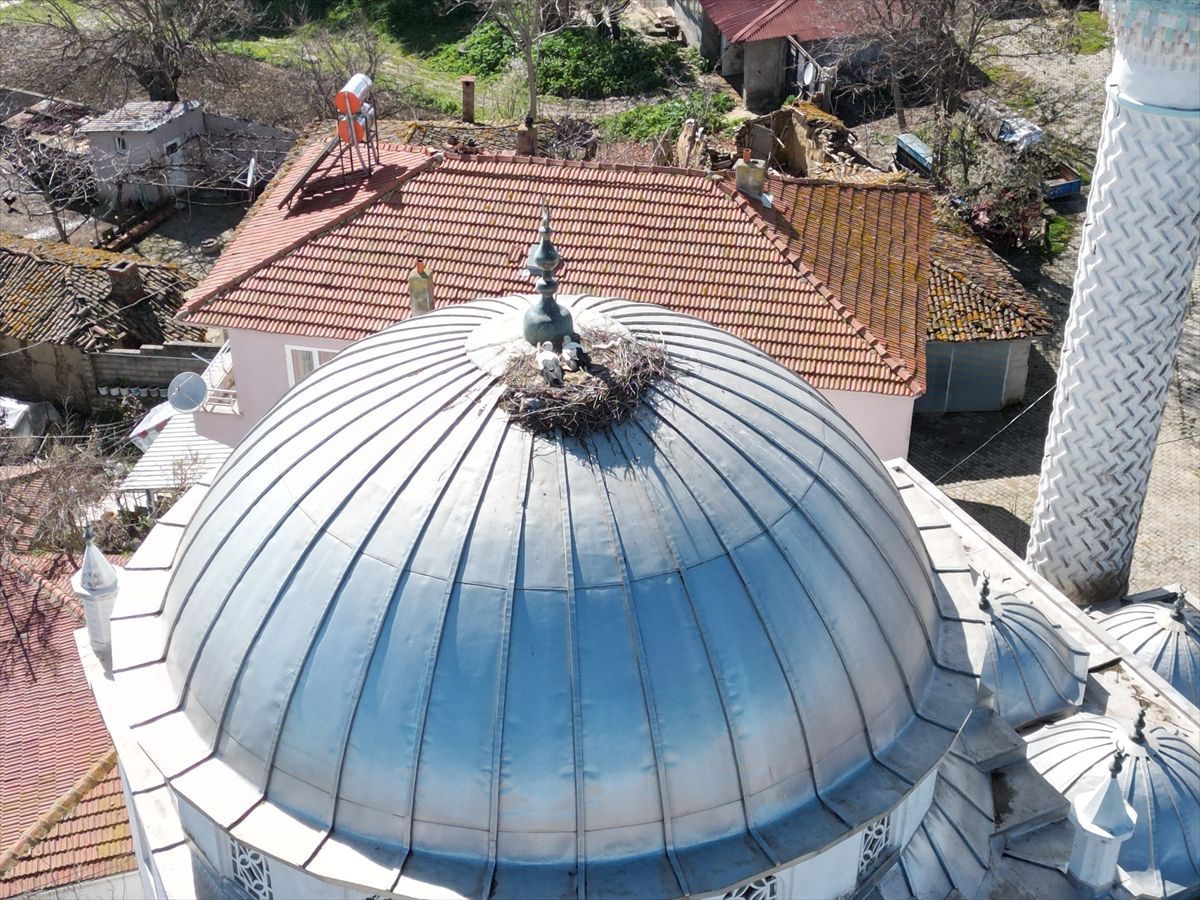 Tekirdağ'da leylekler 11 yıldır cami kubbesine yuva yapıyor