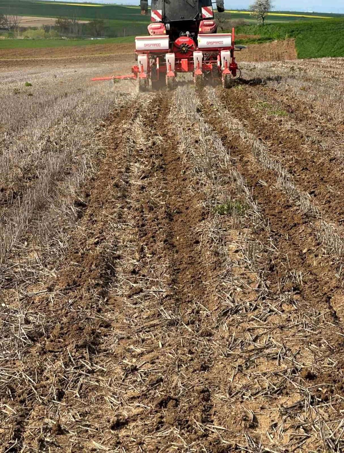 Tekirdağ'da ayçiçeği tohumları anıza ekim yöntemiyle toprakla buluştu