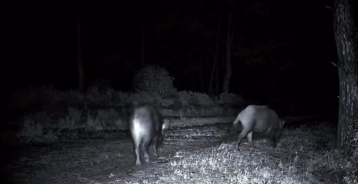 Domuz sürüsü fotokapana yakalandı