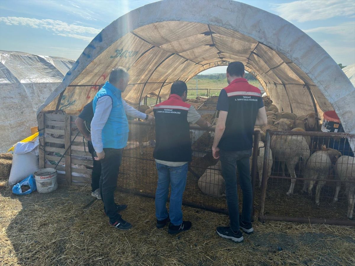 Tekirdağ'da kurban satış yerlerinde denetimler sürüyor