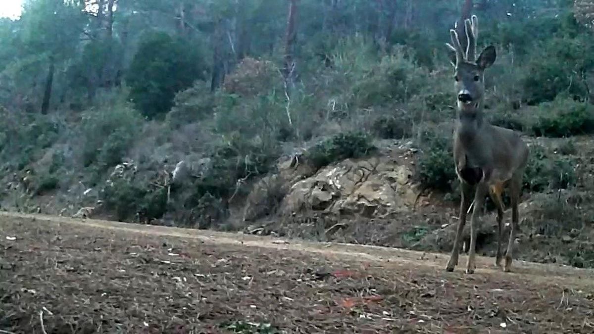 Ganos Dağları'nda karacalar fotokapana yakalandı