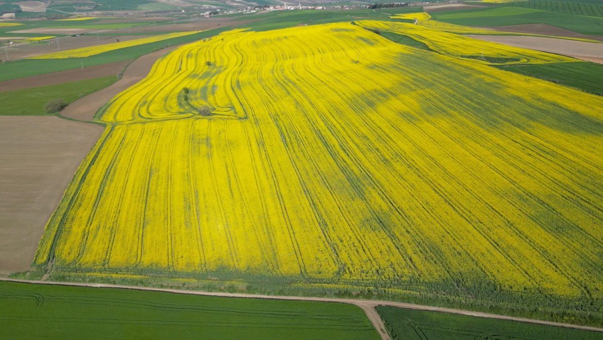 Tekirdağ'da buğday, arpa ve kanolada yüzde 30 verim artışı bekleniyor