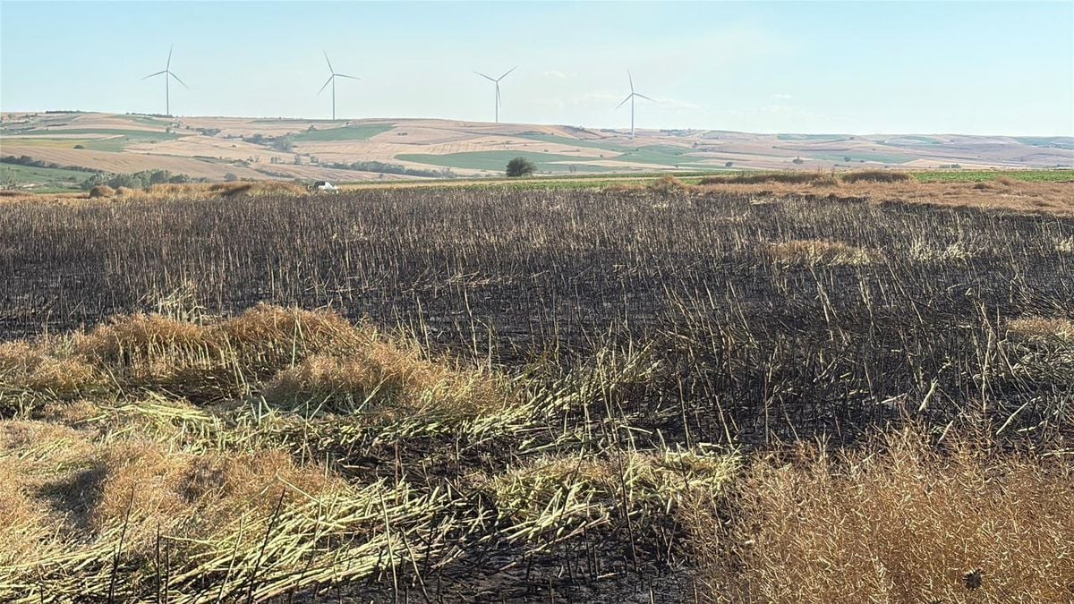 Tekirdağ'da 60 dönüm buğday ve kanola ekili alan yangında zarar gördü