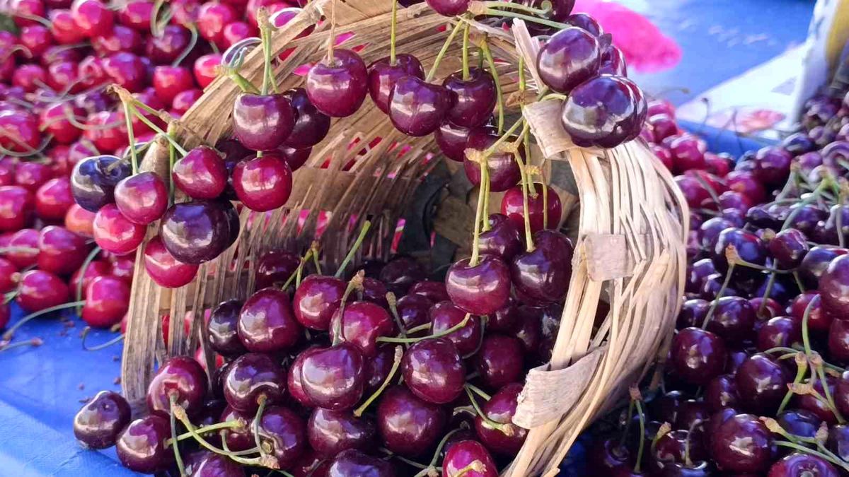 Tekirdağ'da kiraz fiyatları düşüşe geçti: 250 TL'den 150-100 TL bandına geriledi