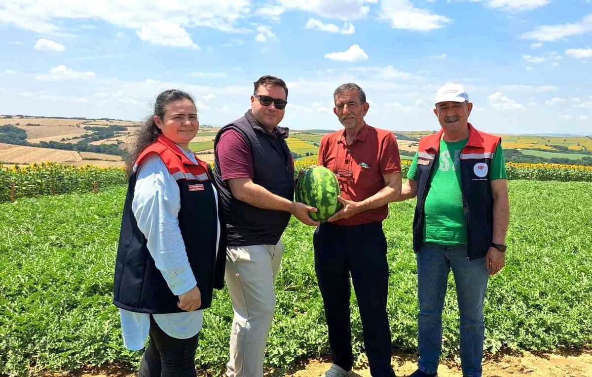 Tekirdağ'da ilk karpuz hasadı başladı