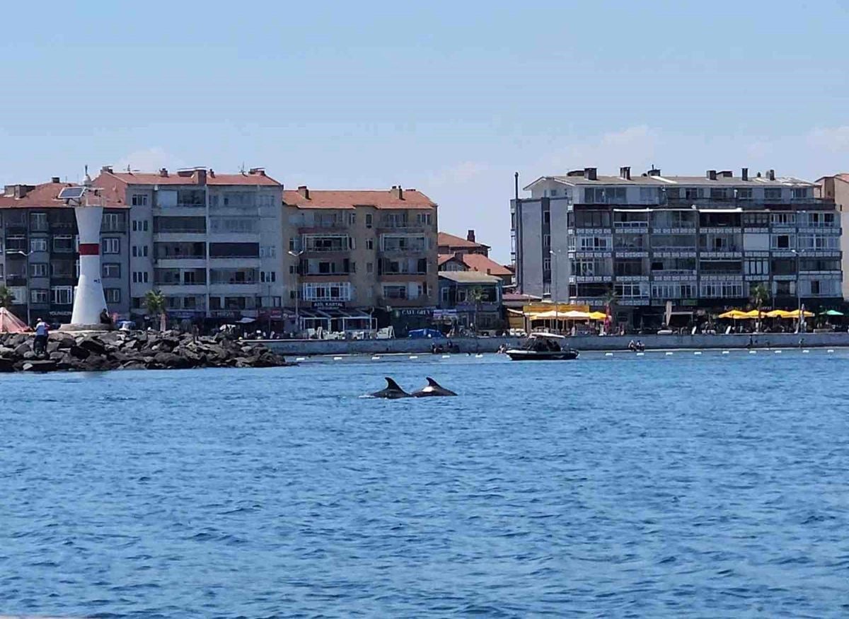 Marmara'nın sürpriz misafirleri: İki yunus teknenin yanında görüntülendi