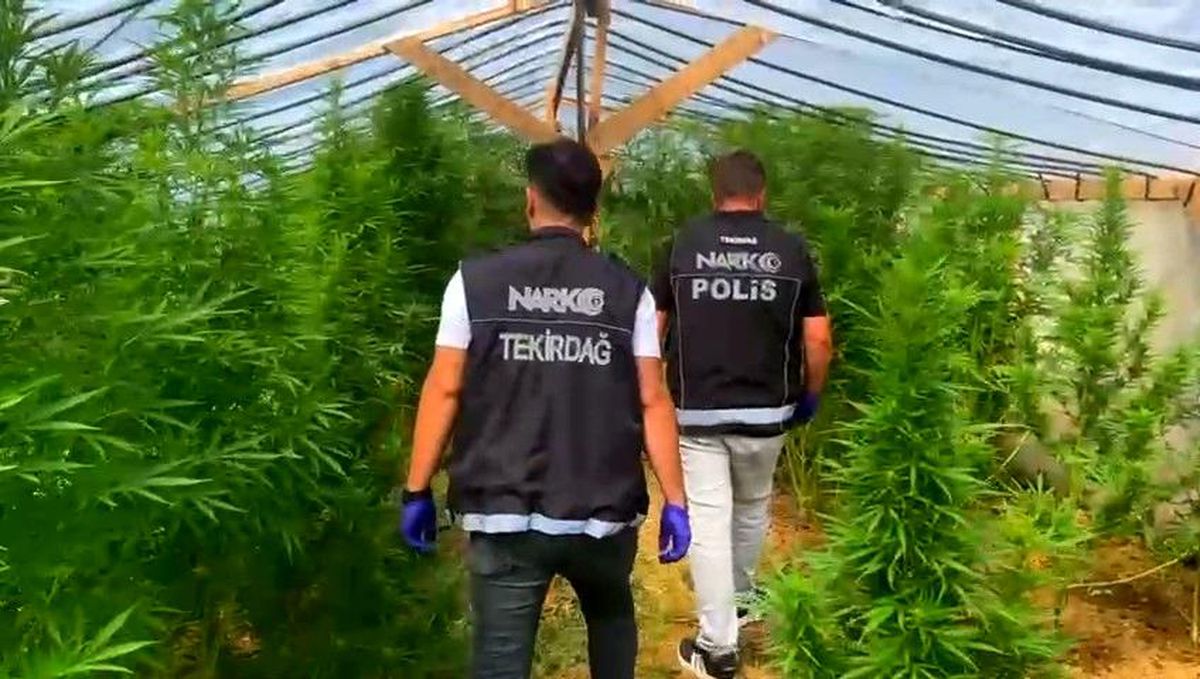 Tekirdağ'da bağ evine narkotik operasyonu: 109 kök hint keneviri ele geçirildi
